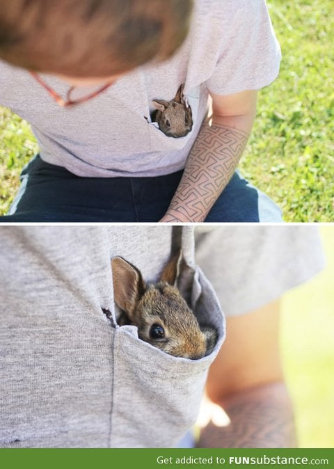 The pocket bunny