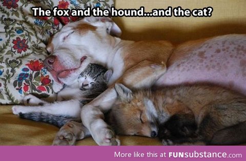 The fox and the hound, featuring a new character…