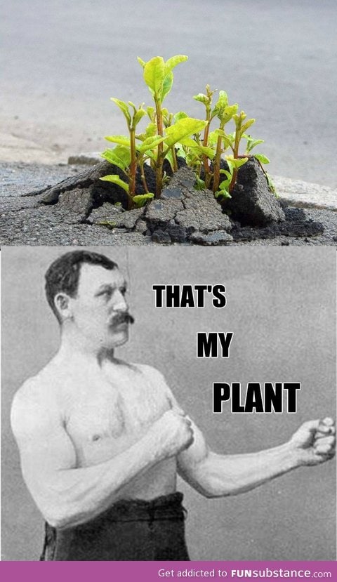 Overly planty plant