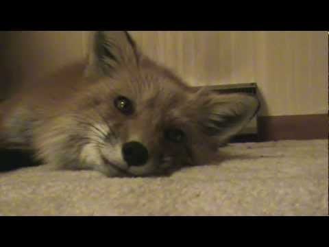 This is what an actual fox sounds like ^-^