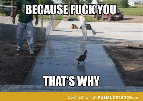 Duck doesn't care
