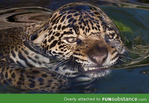 A jaguar going for a swim