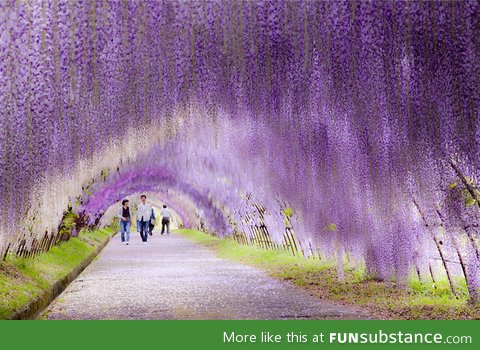 Wisteria tunnel in japan