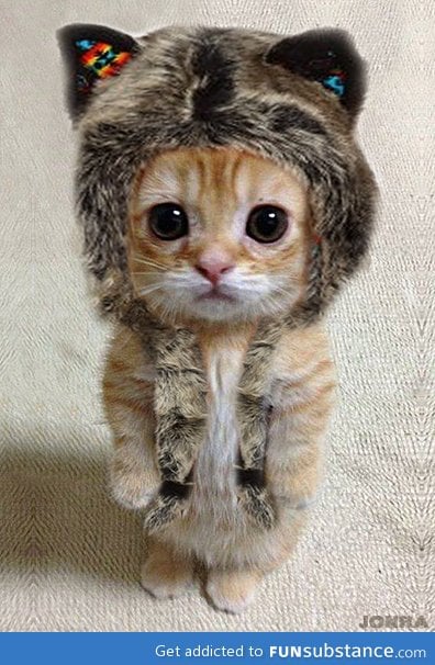 Kitty in a wolf hat