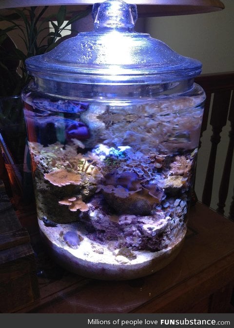 Coral reef in a cookie jar after 5 months