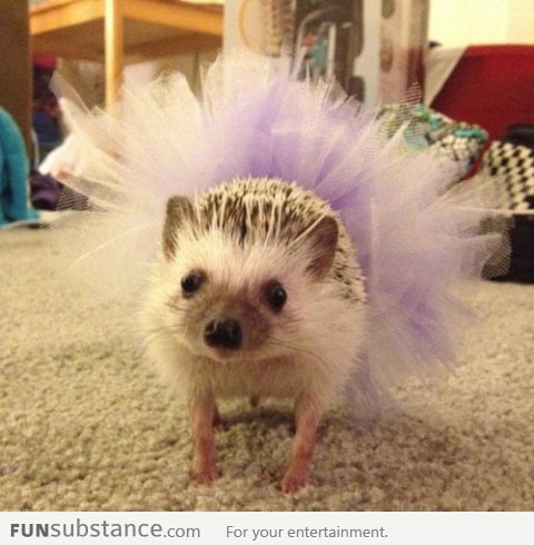 Just a hedgehog in a tutu