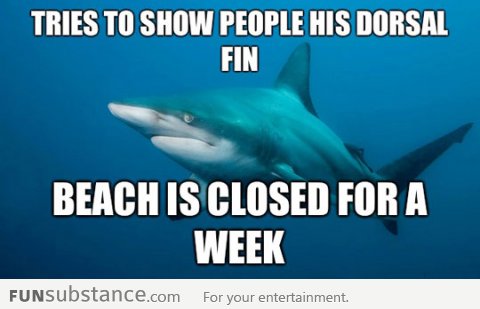 Poor misunderstood shark