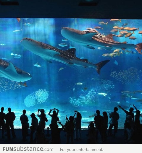 Kuroshio Sea, one of the most beautiful aquariums in the world