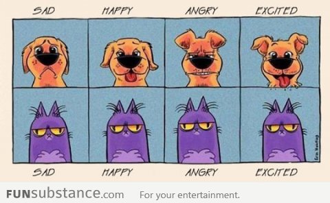Facial Expressions: Dogs vs. Cats