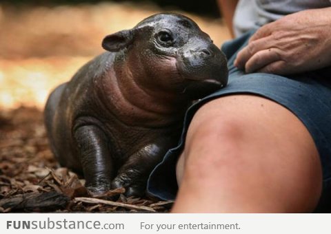 Baby hippo snuggle