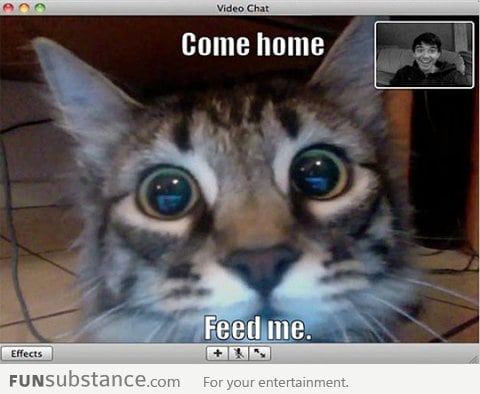 Webcam cat