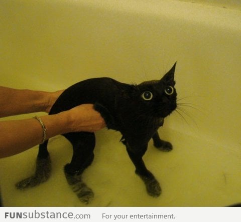 Why Are You Doing This To Me Human?