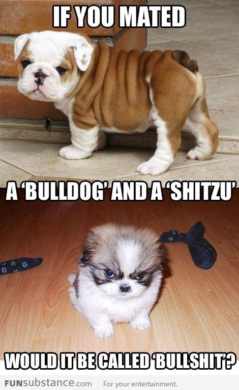 A new dog breed
