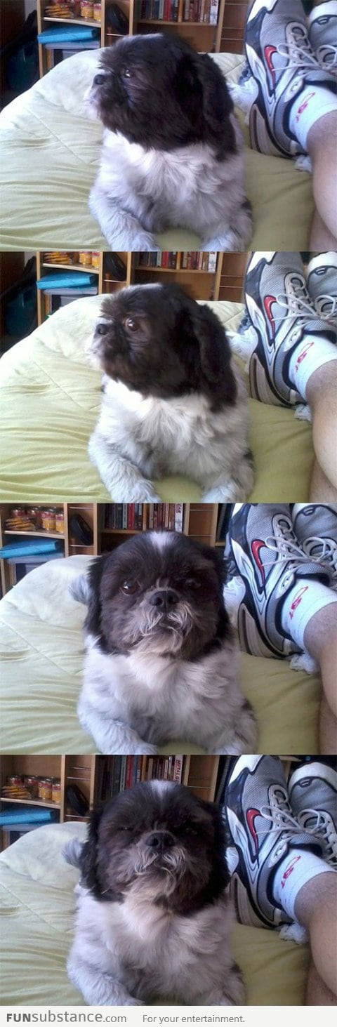 Suspicious Shih Tzu