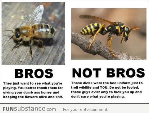 Know the good and bad bees