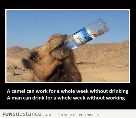Camels vs. Men