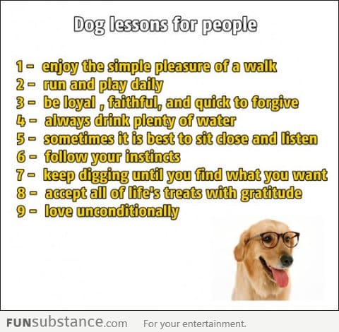 Dog lessons for people