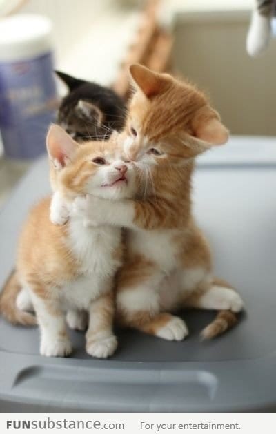 Just a kitten hugging another kitten