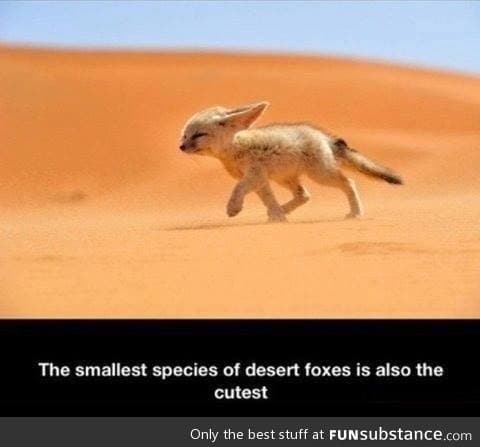 Cute desert fox