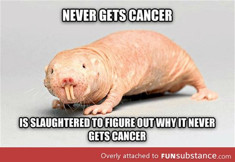 Bad luck n*ked mole rat