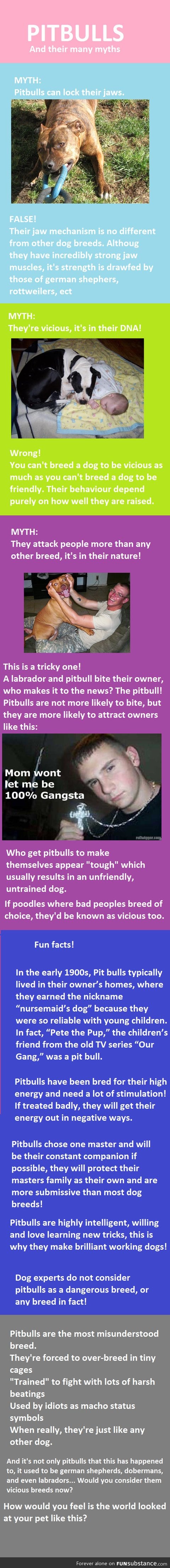 Myths About Pitbulls