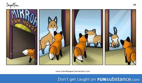 Fox and the mirror