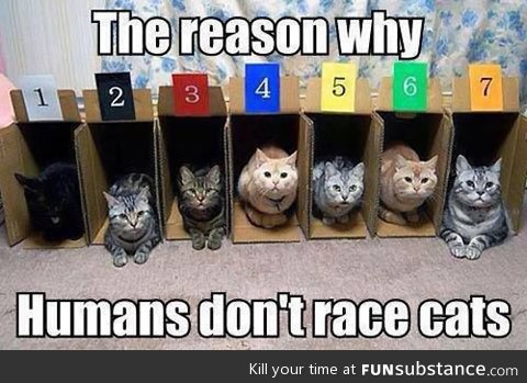 Racing cats