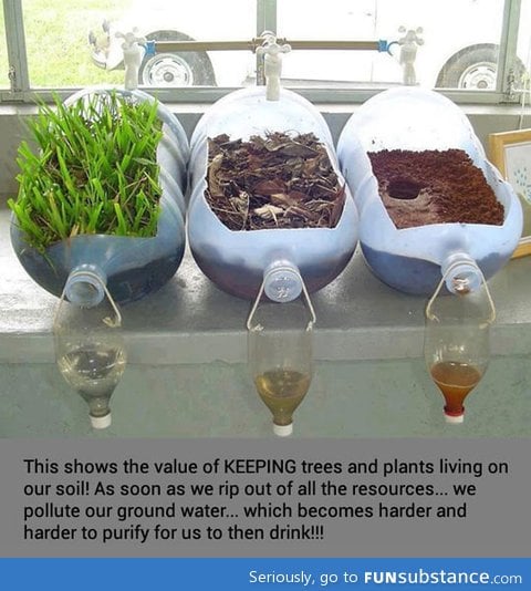 Why we should keep trees and plants living on our soil