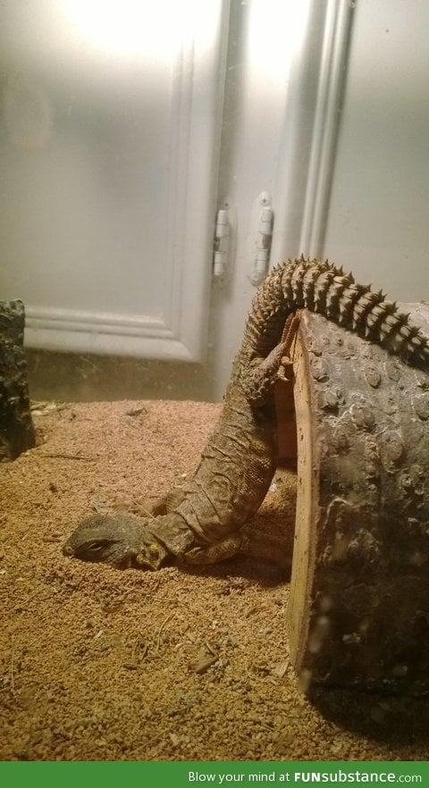 My lizard has given up on life
