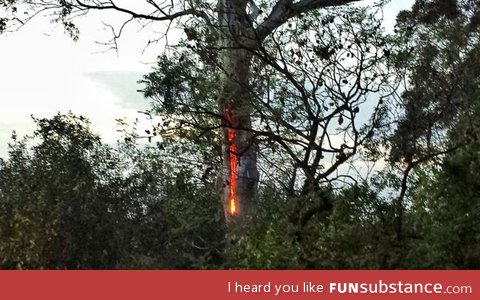 Lightning struck this tree and now it's burning from the inside