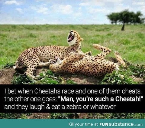 Cheetah race