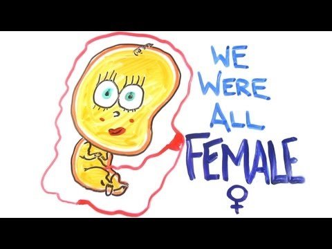 WE ARE ALL FEMALE!!! :D ( Credit to AsapScience)