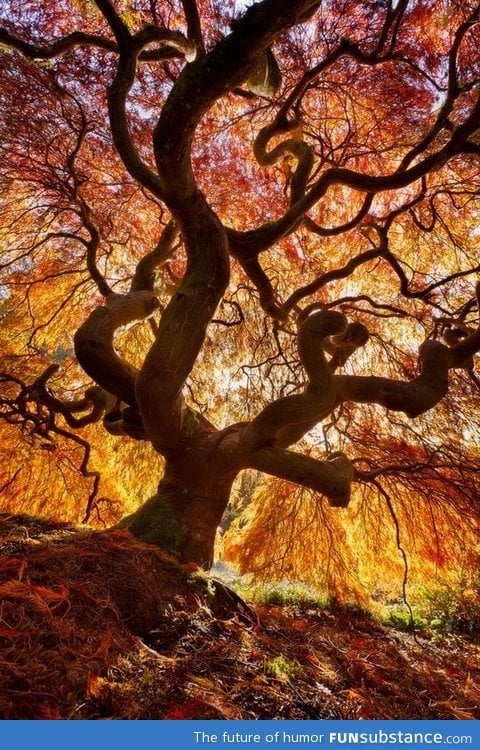 The japanese flame tree