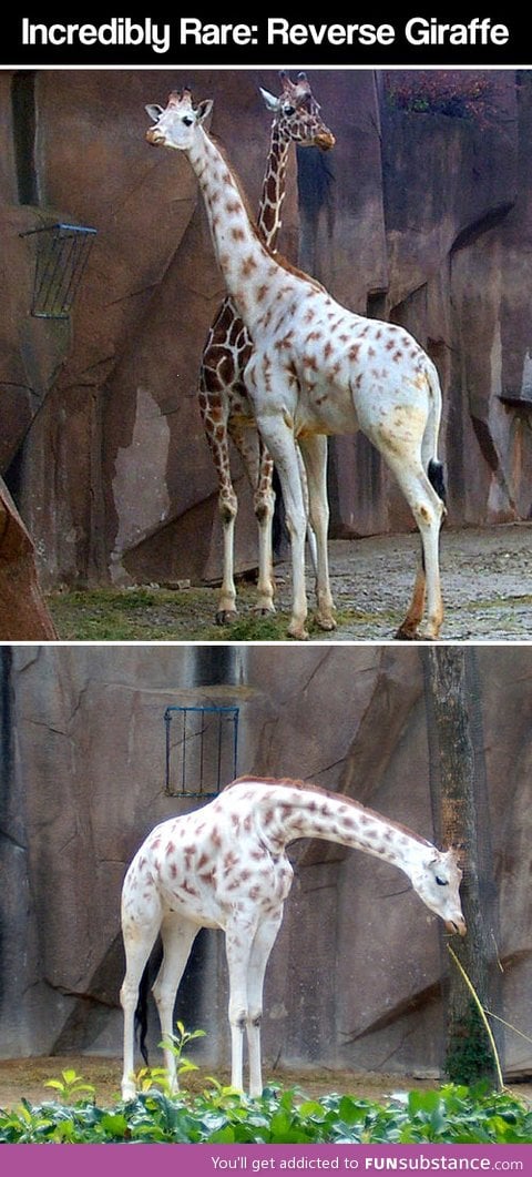 Albino giraffe in Milwaukee county zoo