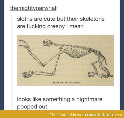 Sloth skeleton