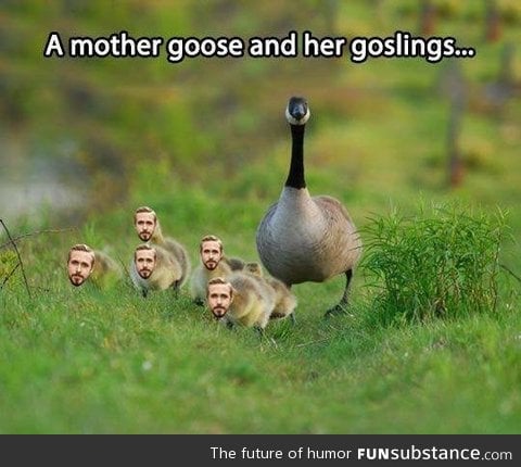 Cute little goslings