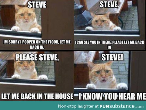 Steve's cat