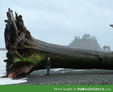 A piece of driftwood on a beach in Washington.