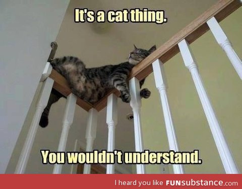 It's a cat thing!