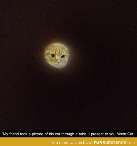 Say hello to moon cat