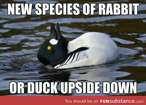 Rabbit or duck?