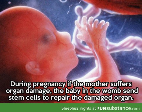 Good guy fetus