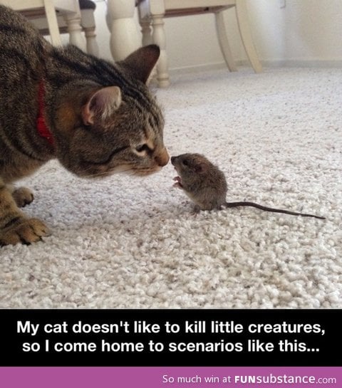 Real life Tom and Jerry