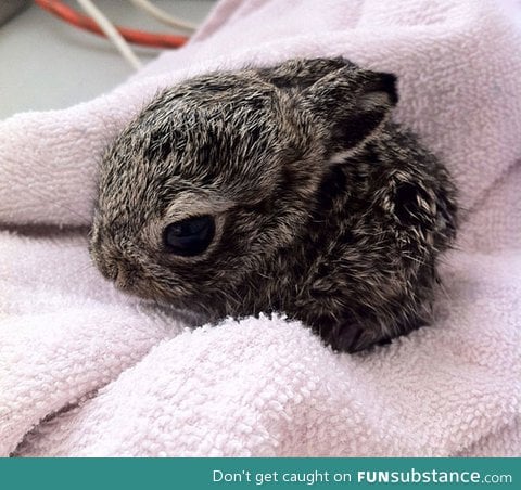 Baby bunny