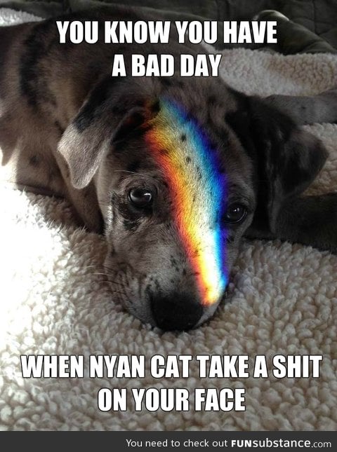 Nyan cat don't like dogs