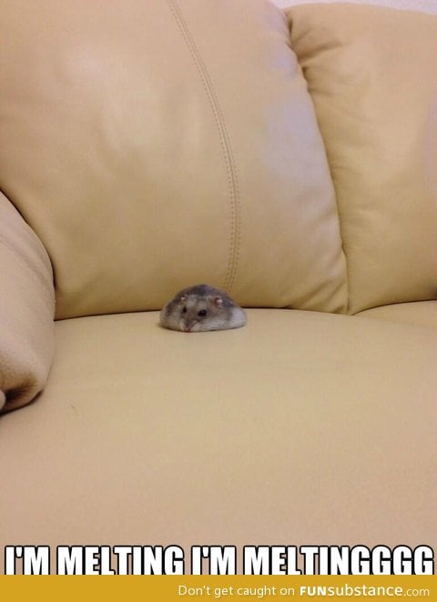 Melting hamster