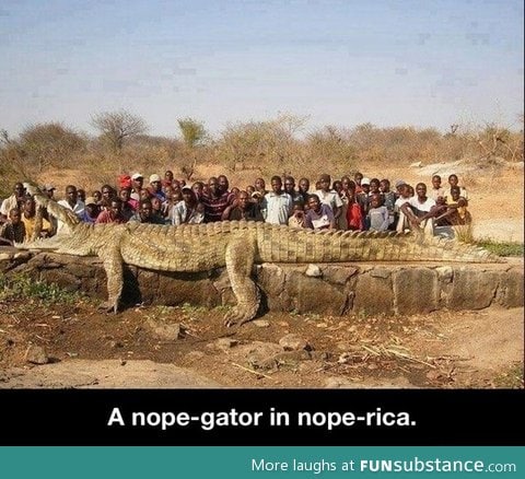 A nope-gator in nope-rica