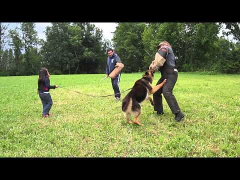 5 year old girl protected by her German Shepherd from 2 bad guys