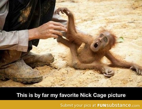 Nic Cage monkey