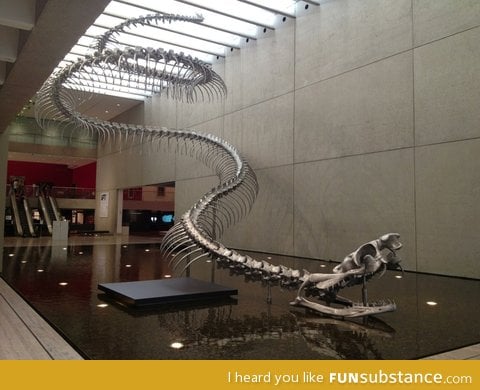 The most frightening thing, is that it existed. The titanoboa